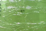 Grünes Craqueleé ,Glas,